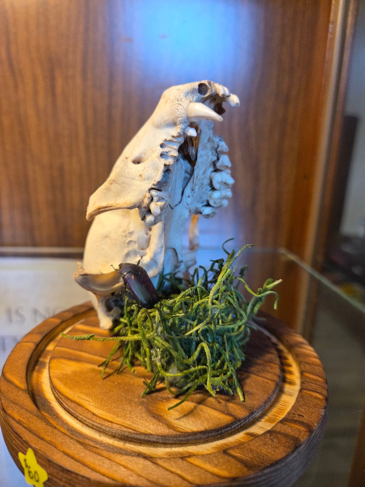 Pinned beetle with animal skull