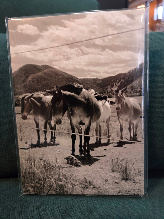 5x7 photo unframed