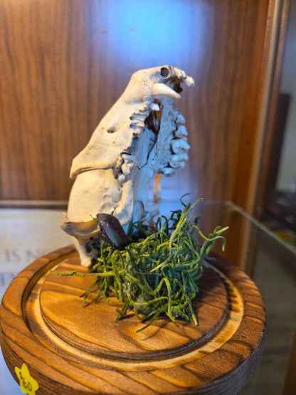 Pinned beetle with animal skull