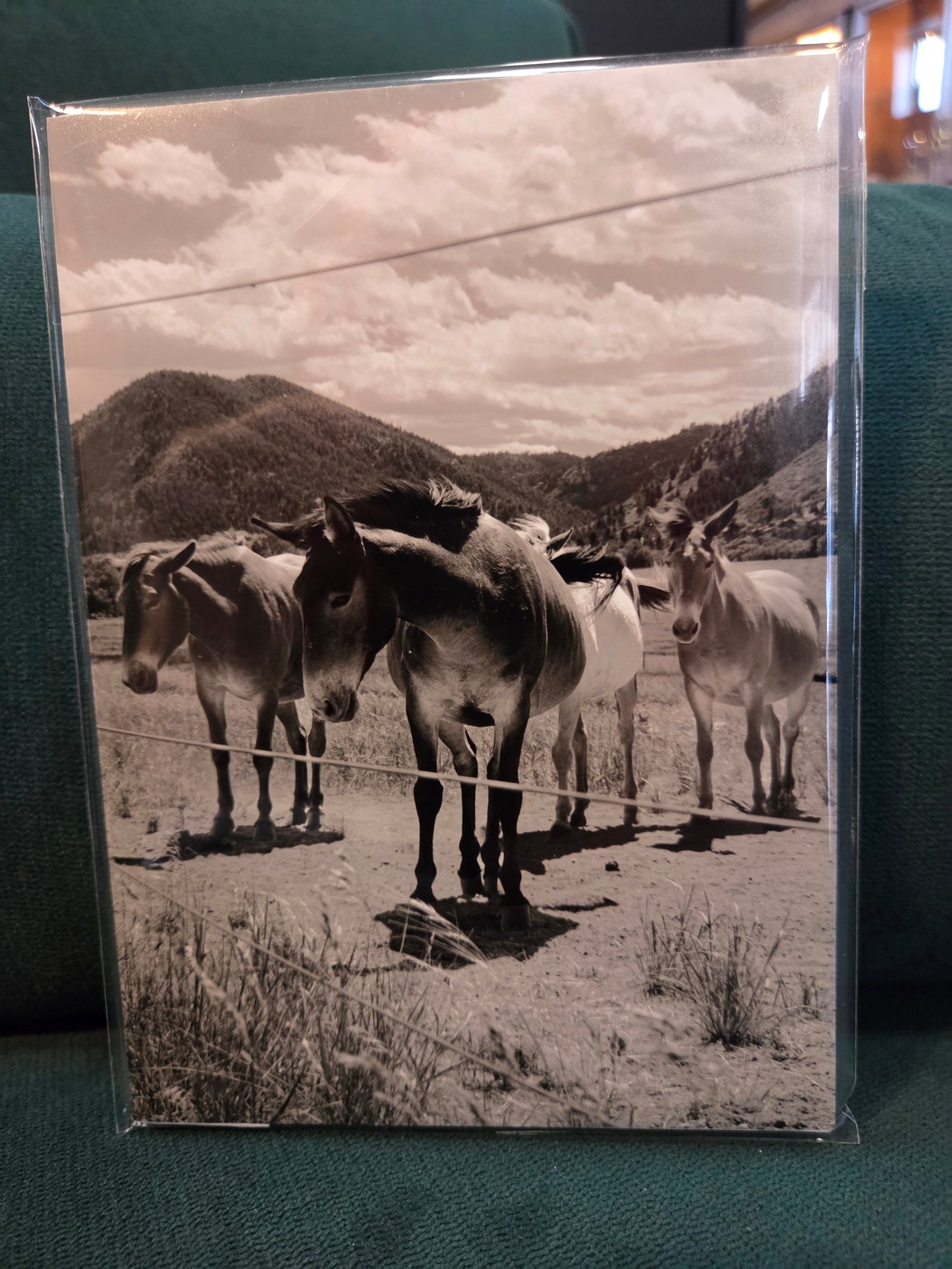 5x7 photo unframed