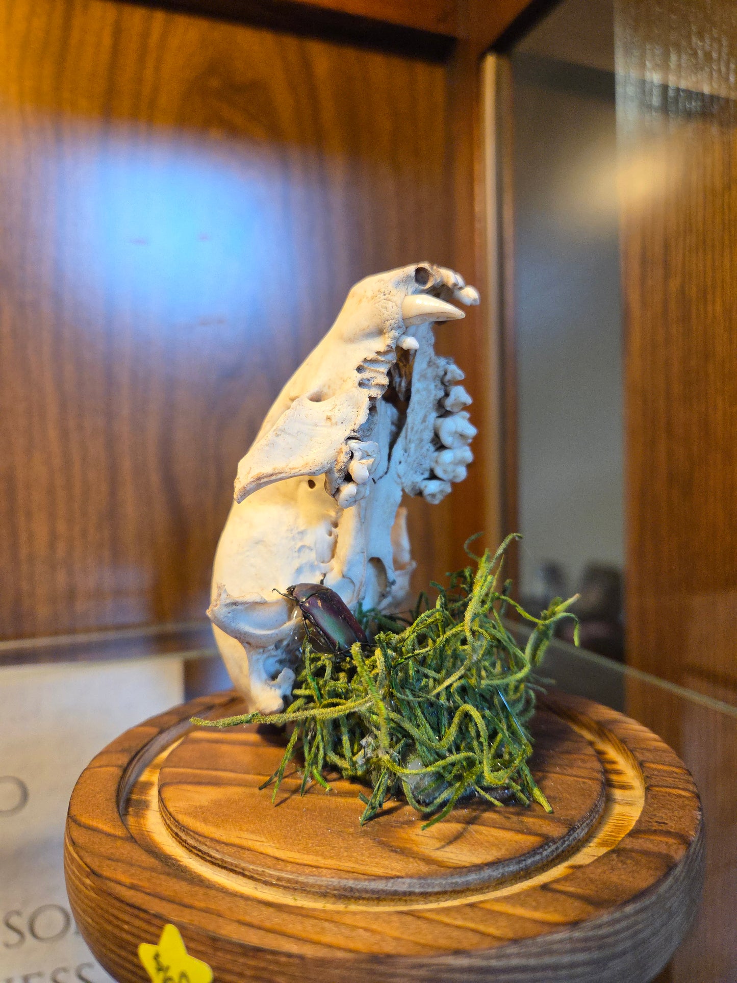 Pinned beetle with animal skull
