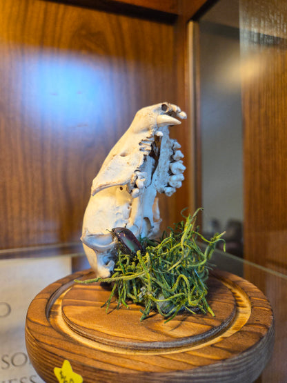 Pinned beetle with animal skull