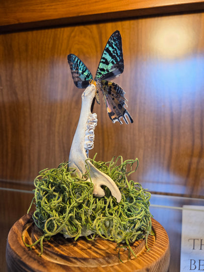 Pinned butterfly with jaw bone