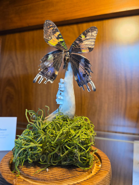 Pinned butterfly with jaw bone
