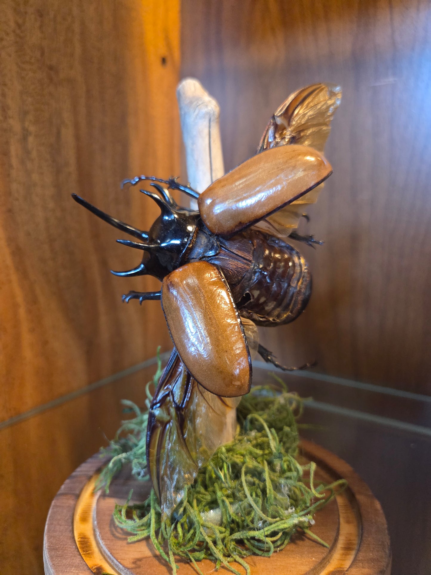 Pinned 5-horned rhino beetle