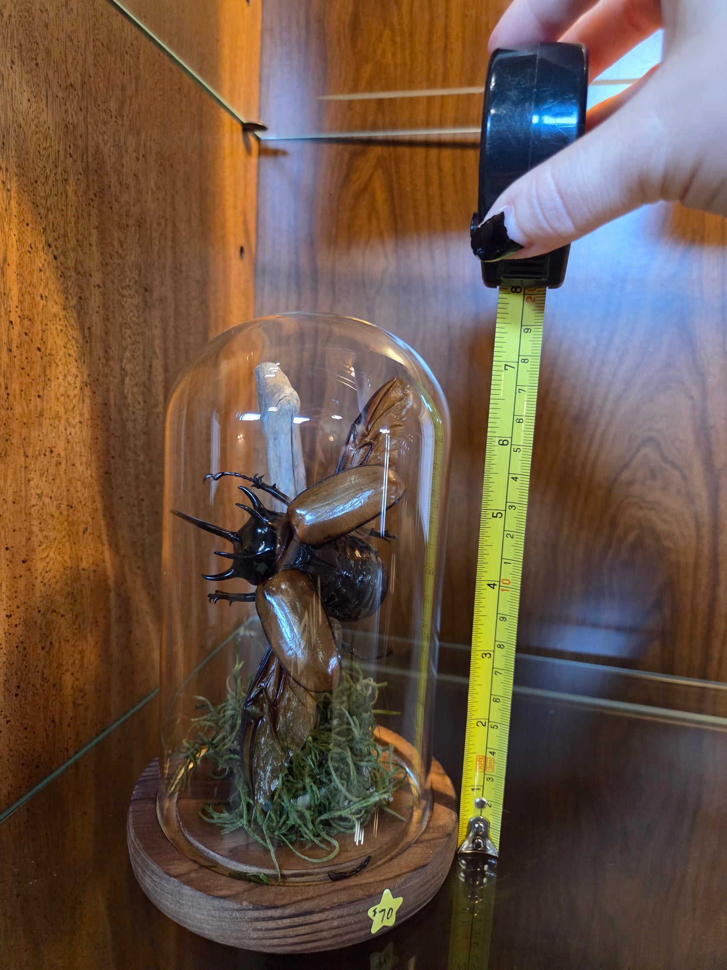 Pinned 5-horned rhino beetle